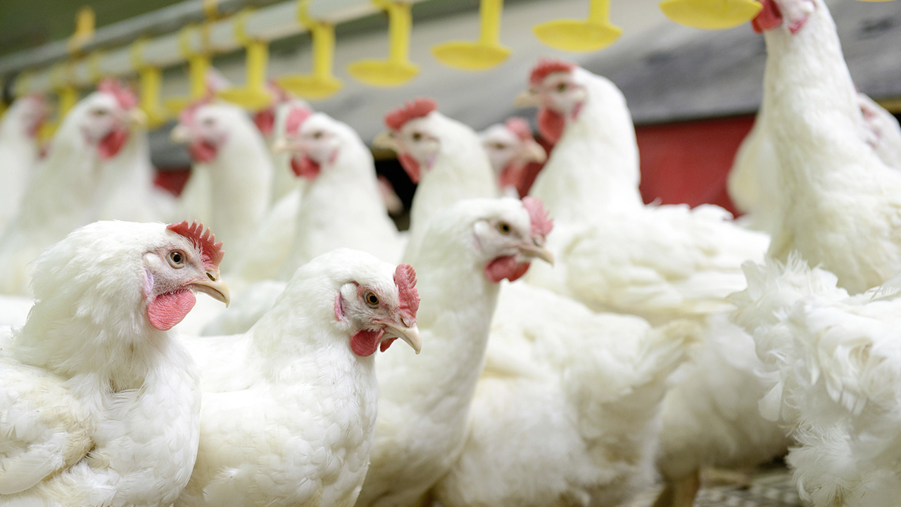 étiquetage origine viande